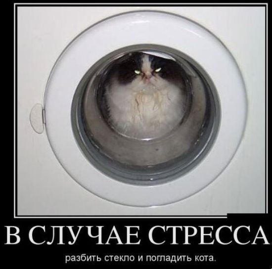 кот в стиральной машине
